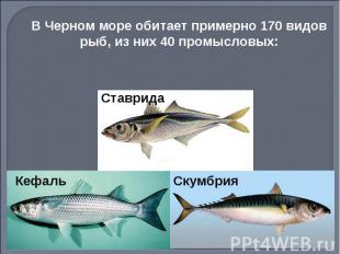 В Черном море обитает примерно 170 видов рыб, из них 40 промысловых: