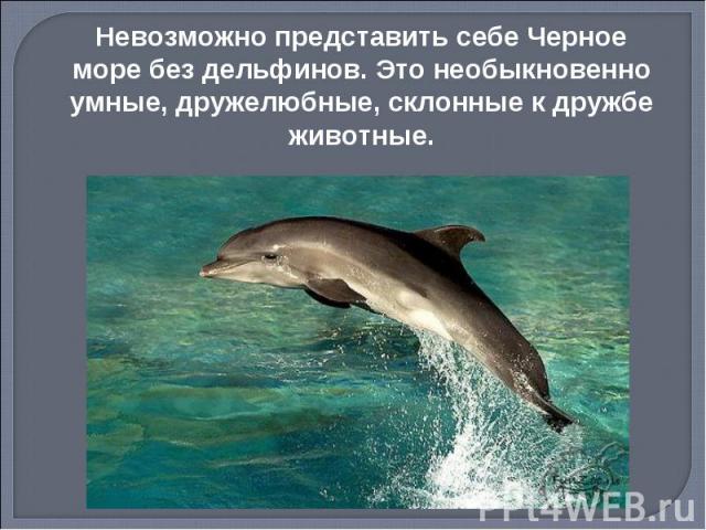 Невозможно представить себе Черное море без дельфинов. Это необыкновенно умные, дружелюбные, склонные к дружбе животные.