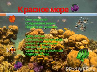 Красное мореОно соединяет Средиземное море с Индийским океаном.Здесь теплая крис