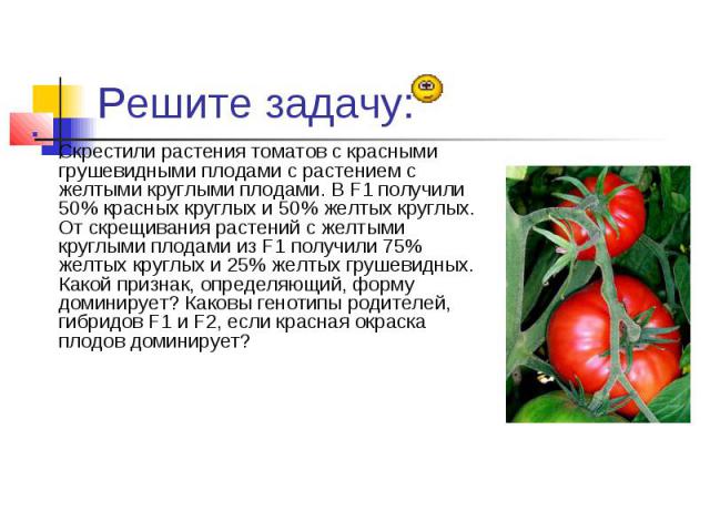 Решите задачу:Скрестили растения томатов с красными грушевидными плодами с растением с желтыми круглыми плодами. В F1 получили 50% красных круглых и 50% желтых круглых. От скрещивания растений с желтыми круглыми плодами из F1 получили 75% желтых кру…