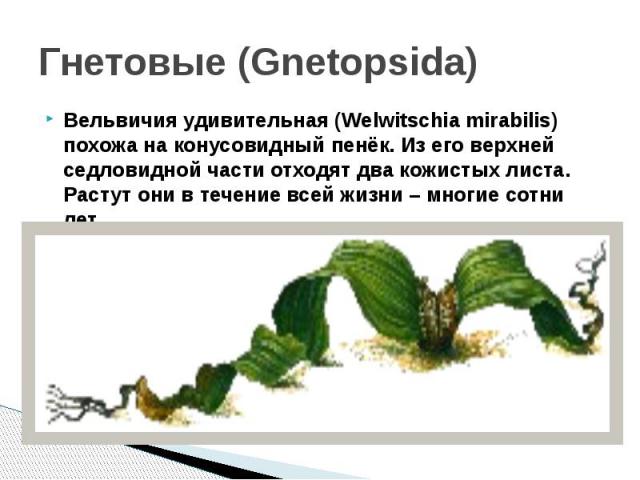 Гнетовые (Gnetopsida)Вельвичия удивительная (Welwitschia mirabilis) похожа на конусовидный пенёк. Из его верхней седловидной части отходят два кожистых листа. Растут они в течение всей жизни – многие сотни лет