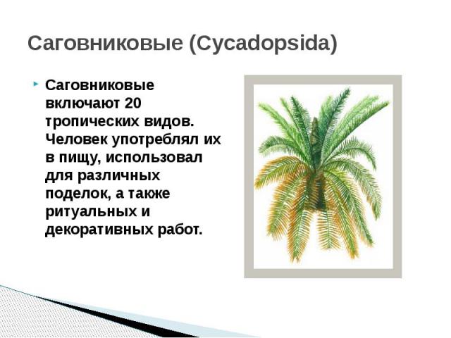 Саговниковые (Cycadopsida) Саговниковые включают 20 тропических видов. Человек употреблял их в пищу, использовал для различных поделок, а также ритуальных и декоративных работ.