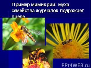Пример мимикрии: муха семейства журчалок подражает пчеле