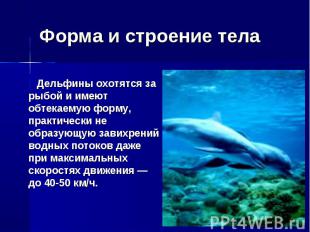 Форма и строение тела Дельфины охотятся за рыбой и имеют обтекаемую форму, практ