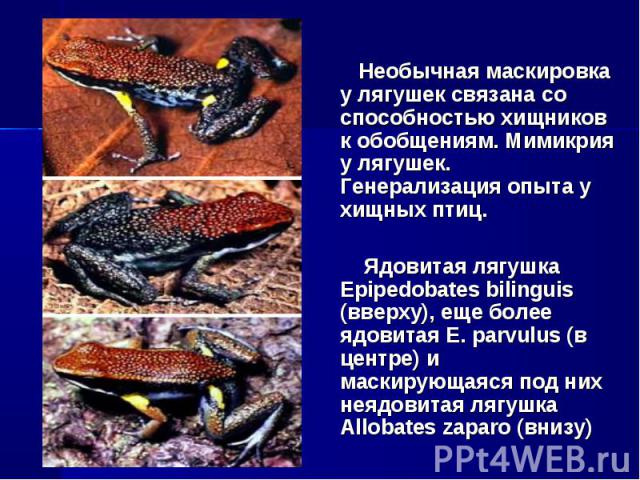 Необычная маскировка у лягушек связана со способностью хищников к обобщениям. Мимикрия у лягушек. Генерализация опыта у хищных птиц. Ядовитая лягушка Epipedobates bilinguis (вверху), еще более ядовитая E. parvulus (в центре) и маскирующаяся под них …