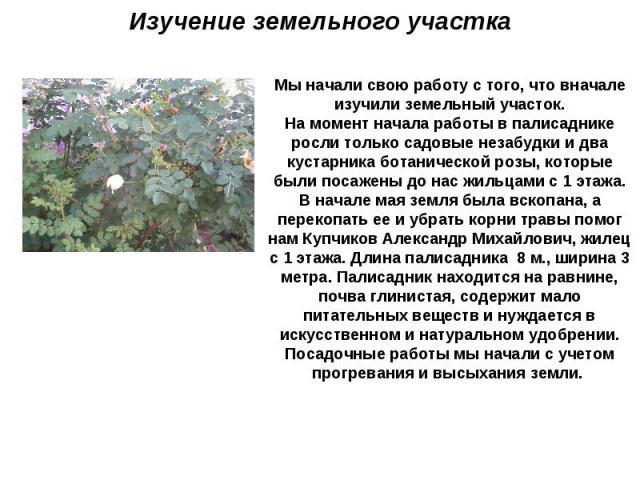 Изучение земельного участка Мы начали свою работу с того, что вначале изучили земельный участок.На момент начала работы в палисаднике росли только садовые незабудки и два кустарника ботанической розы, которые были посажены до нас жильцами с 1 этажа.…