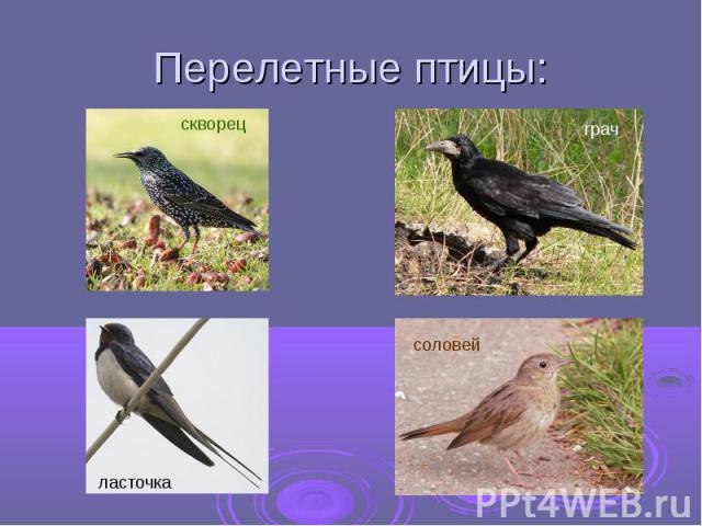 Перелетные птицы:ласточка скворецграчсоловей