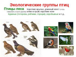 Экологические группы птицПтицы леса Короткие крылья, длинный хвост (чтобы лавиро