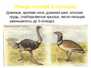 Птицы степей и пустыньДлинные, крепкие ноги, длинная шея, плоская грудь, слабора