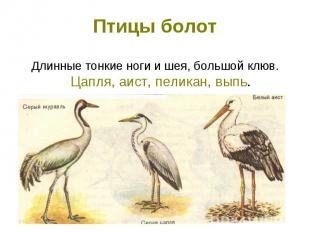 Птицы болотДлинные тонкие ноги и шея, большой клюв. Цапля, аист, пеликан, выпь.