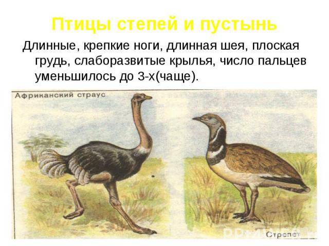 Птицы степей и пустыньДлинные, крепкие ноги, длинная шея, плоская грудь, слаборазвитые крылья, число пальцев уменьшилось до 3-х(чаще).