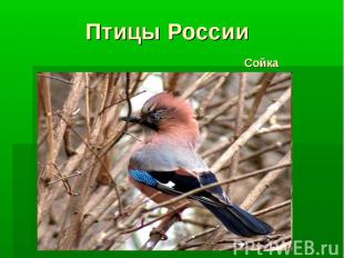 Птицы России Сойка