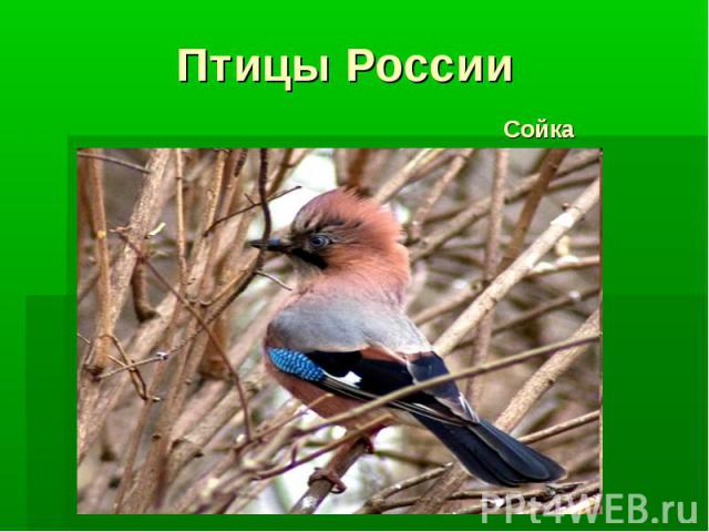 Птицы России Сойка