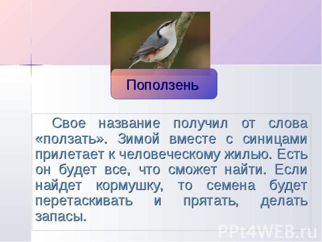 Свое название получил от слова «ползать». Зимой вместе с синицами прилетает к человеческому жилью. Есть он будет все, что сможет найти. Если найдет кормушку, то семена будет перетаскивать и прятать, делать запасы.