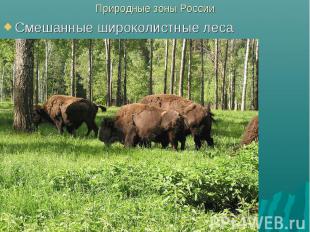 Природные зоны РоссииСмешанные широколистные леса