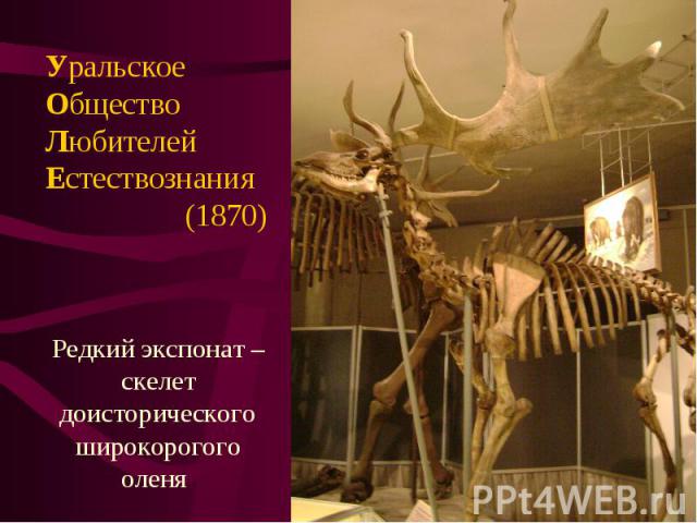УральскоеОбществоЛюбителейЕстествознания (1870)Редкий экспонат – скелет доисторического широкорогого оленя