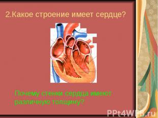 2.Какое строение имеет сердце?Почему стенки сердца имеют различную толщину?