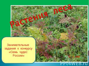 Растения леса Занимательные задания к конкурсу«Семь чудес России»