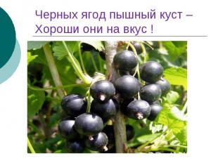 Черных ягод пышный куст – Хороши они на вкус !