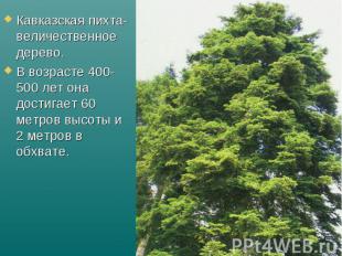 Кавказская пихта- величественное дерево. В возрасте 400-500 лет она достигает 60