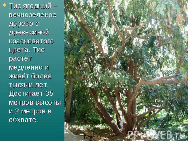 Тис ягодный – вечнозелёное дерево с древесиной красноватого цвета. Тис растёт медленно и живёт более тысячи лет. Достигает 35 метров высоты и 2 метров в обхвате.