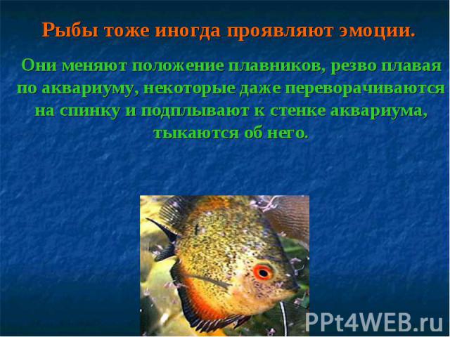 Рыбы тоже иногда проявляют эмоции. Они меняют положение плавников, резво плавая по аквариуму, некоторые даже переворачиваются на спинку и подплывают к стенке аквариума, тыкаются об него.