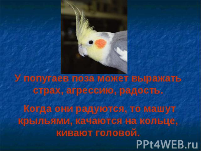 У попугаев поза может выражать страх, агрессию, радость. Когда они радуются, то машут крыльями, качаются на кольце, кивают головой.