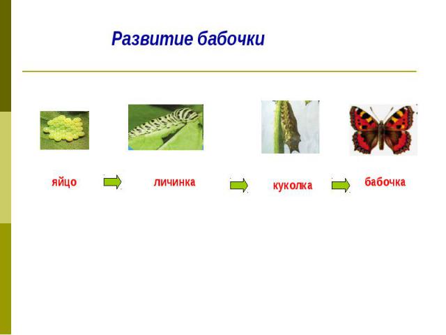 Развитие бабочки