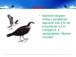 СкопаКрупная хищная птица с размахом крыльев 145-170 см и весом до 1,5 кг. Гнезд