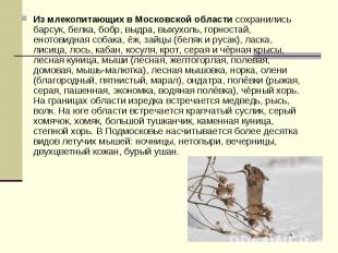 Из млекопитающих в Московской области сохранились барсук, белка, бобр, выдра, вы