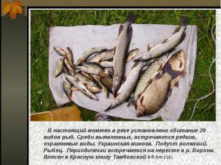 В настоящий момент в реке установлено обитание 29 видов рыб. Среди выявленных, в