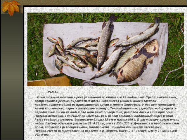 Рыбы. В настоящий момент в реке установлено обитание 29 видов рыб. Среди выявленных, встречаются редкие, охраняемые виды. Украинская минога. иноги. Миноги - представители одной из примитивных групп в мтипе Хордовых. У них нет челюстей, лучей в плавн…