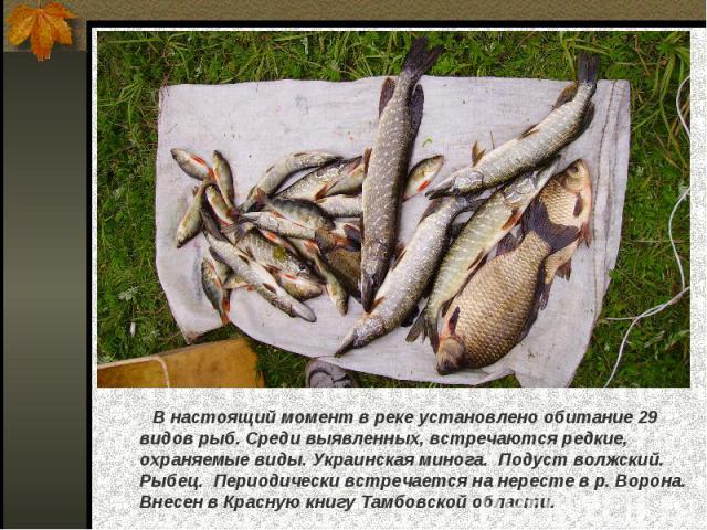 В настоящий момент в реке установлено обитание 29 видов рыб. Среди выявленных, встречаются редкие, охраняемые виды. Украинская минога. Подуст волжский. Рыбец. Периодически встречается на нересте в р. Ворона. Внесен в Красную книгу Тамбовской области.