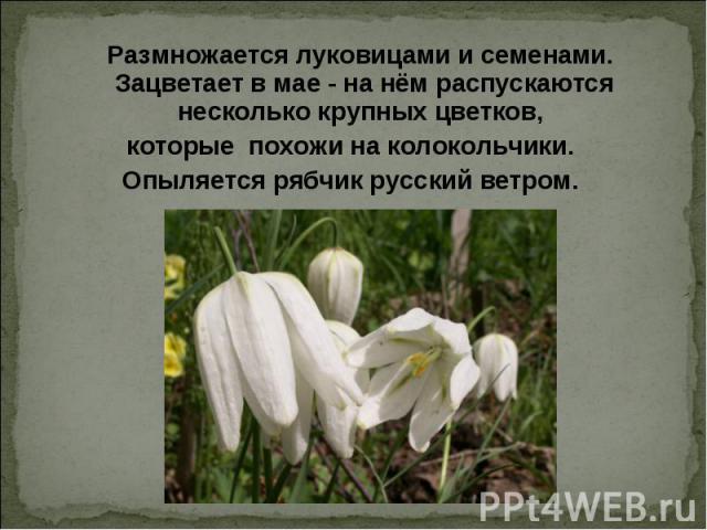 Размножается луковицами и семенами. Зацветает в мае - на нём распускаются несколько крупных цветков, которые похожи на колокольчики. Опыляется рябчик русский ветром.