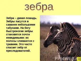 зебра Зебра – дикая лошадь. Зебры пасутся в саванне небольшими табунами. На бегу