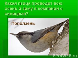 Какая птица проводит всю осень и зиму в компании с синицами?Поползень