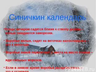 Синичкин календарьПтицы вечером садятся ближе к стволу дерева – ночью ожидаются