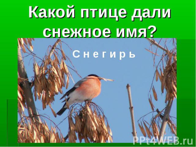 Какой птице дали снежное имя?С н е г и р ь