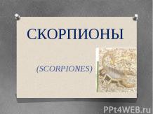 Скорпионы