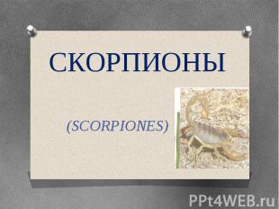 Скорпионы (SCORPIONES)