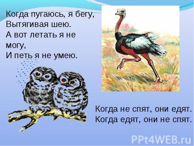 Когда пугаюсь, я бегу,Вытягивая шею.А вот летать я не могу,И петь я не умею.Когда не спят, они едят.Когда едят, они не спят.