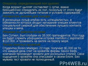 Оператор, определяющий пол цыплят.Когда возраст цыплят составляет 1 сутки, важно