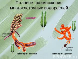 Половое размножение многоклеточных водорослей