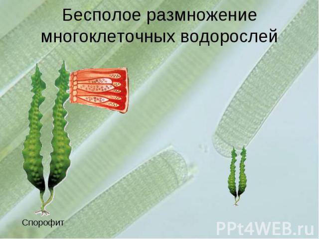 Бесполое размножение многоклеточных водорослей
