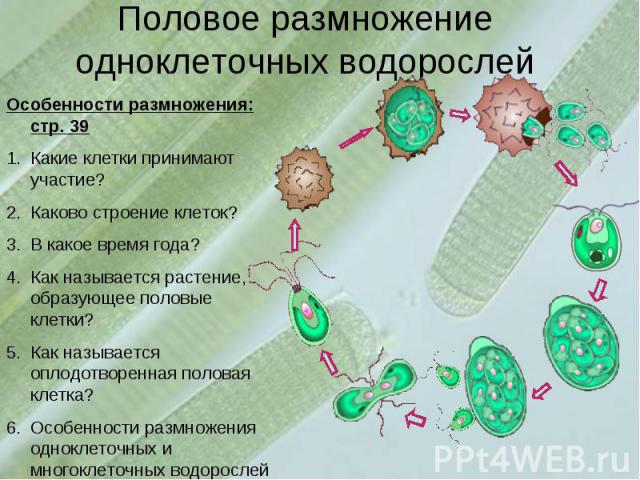 Половое размножение одноклеточных водорослейОсобенности размножения: стр. 39Какие клетки принимают участие?Каково строение клеток?В какое время года?Как называется растение, образующее половые клетки?Как называется оплодотворенная половая клетка?Осо…