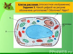 Клетка растения (плоскостное изображение)Задание 3. Какой цифрой на рисунке обоз