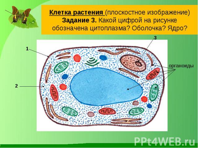 Клетка растения (плоскостное изображение)Задание 3. Какой цифрой на рисунке обозначена цитоплазма? Оболочка? Ядро?