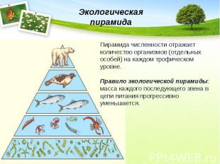 Экологическая пирамидаПирамида численности отражает количество организмов (отдел