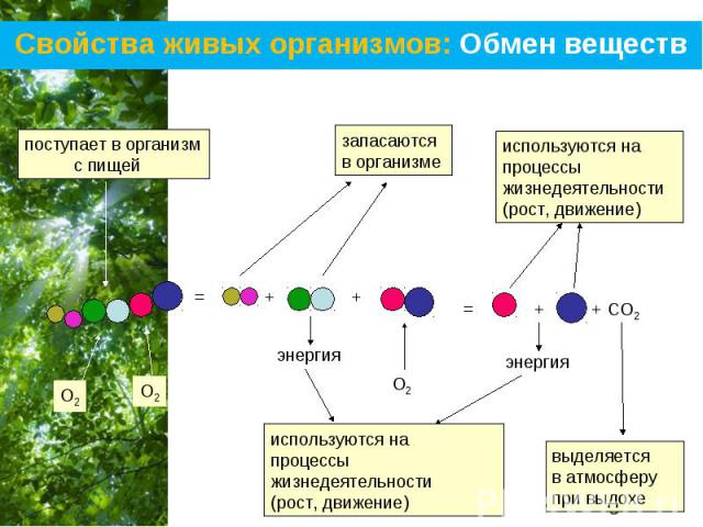 Роль живых организмов в биосфере презентация
