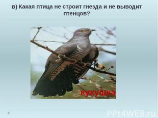 в) Какая птица не строит гнезда и не выводит птенцов? в) Какая птица не строит г